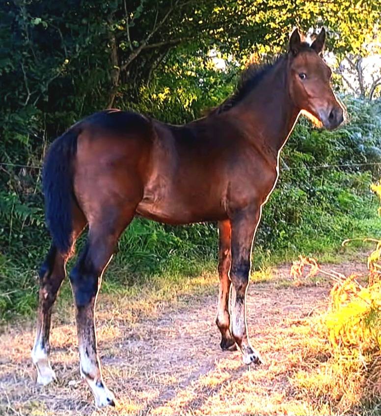 Puledro Origine non conosciuta  In vendita 2025 Baio