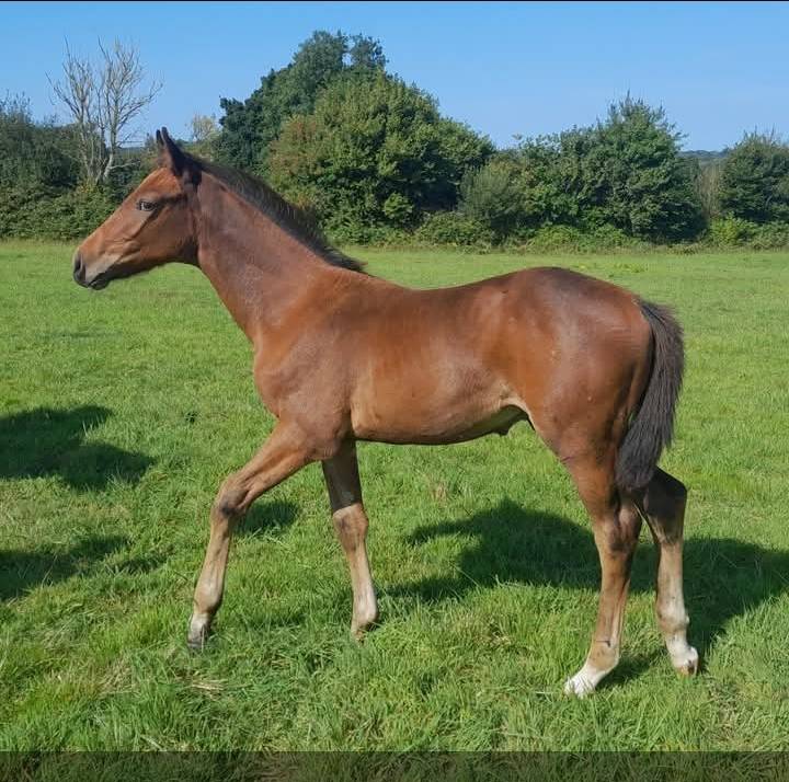 Puledro Origine non conosciuta  In vendita 2025 Baio