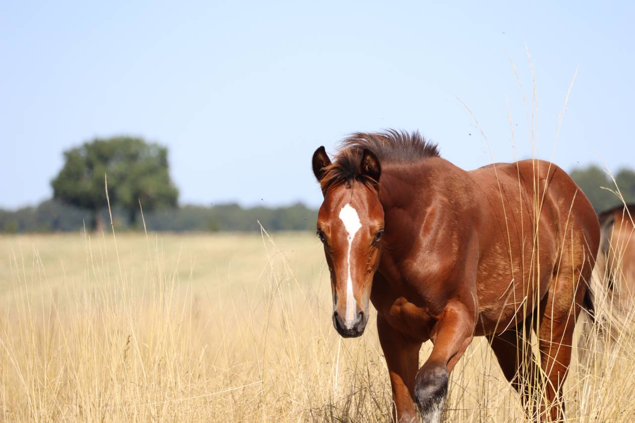 Puledro Sella Francese In vendita 2025 Baio ,  Consult DL Vie