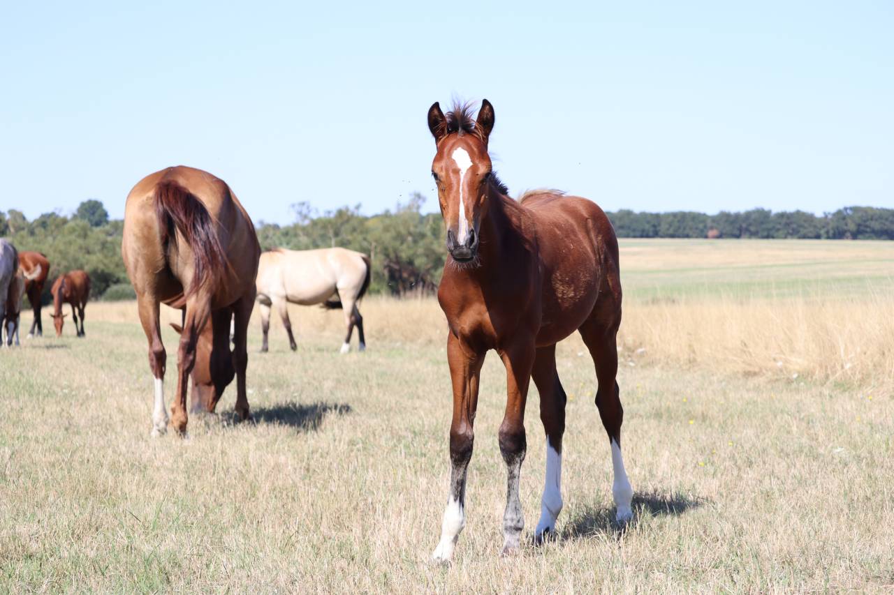 Puledro Sella Francese In vendita 2025 Baio ,  Consult DL Vie