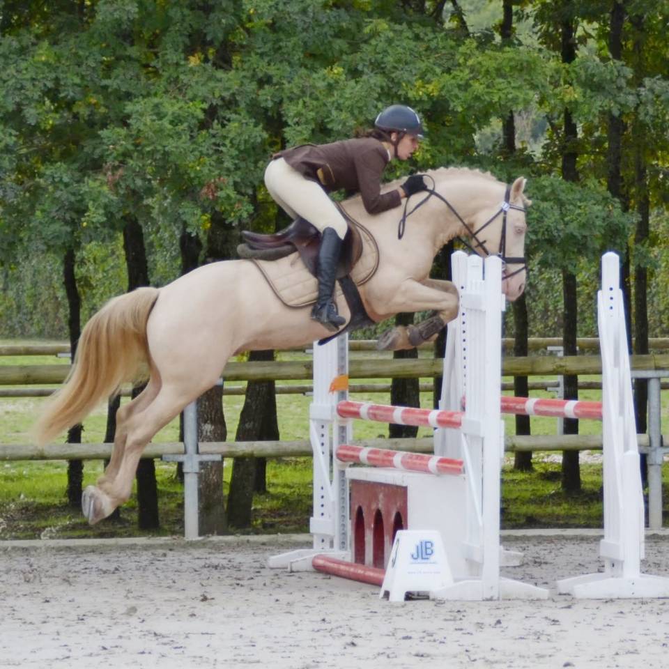 Puledro Welsh Part Bred In vendita 2025 Isabella ,  Ubiwan des colines