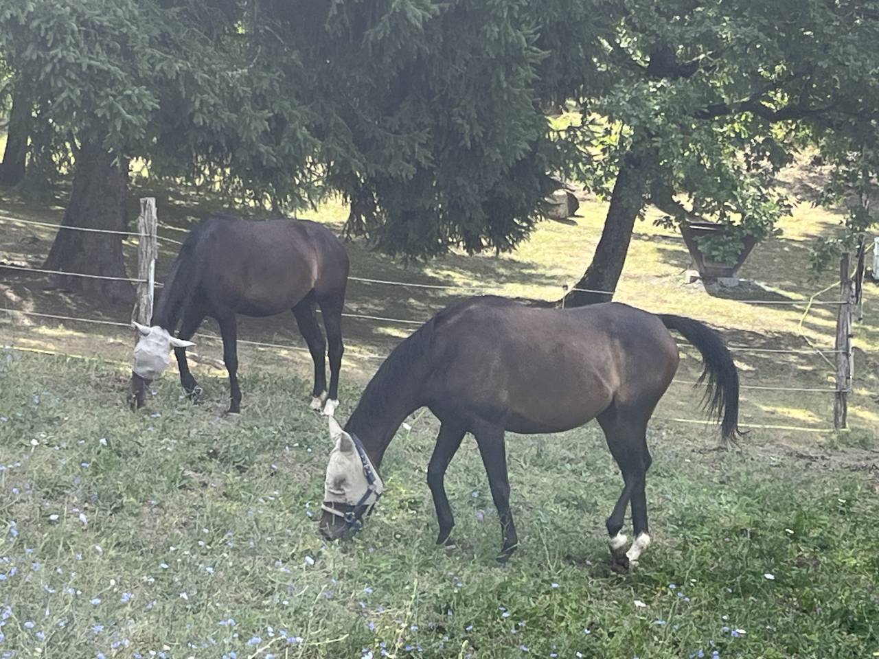 Cavalla Sella Francese In vendita 2021 Sauro brulé ,  Sandro du Priolet Z