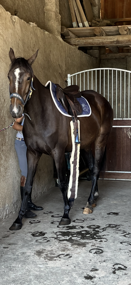 Cavalla Sella Francese In vendita 2021 Sauro brulé ,  Sandro du Priolet Z