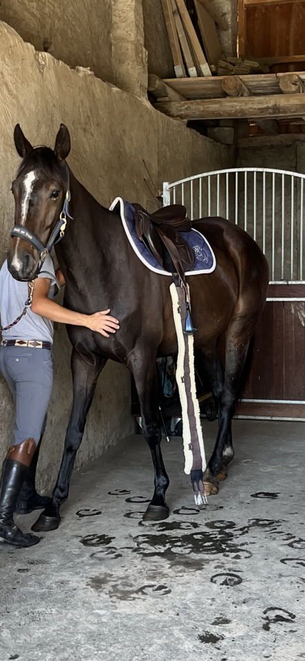 Cavalla Sella Francese In vendita 2021 Sauro brulé ,  Sandro du Priolet Z