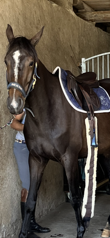 Cavalla Sella Francese In vendita 2021 Sauro brulé ,  Sandro du Priolet Z