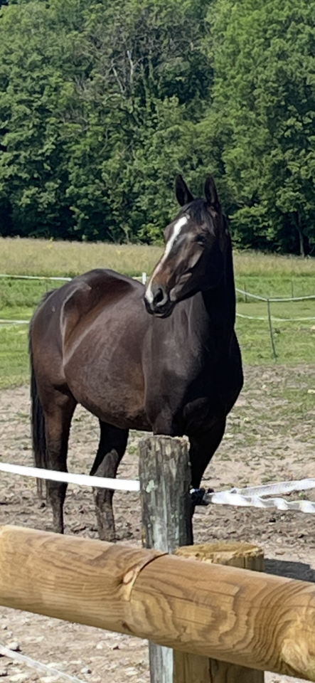 Cavalla Sella Francese In vendita 2021 Sauro brulé ,  Sandro du Priolet Z