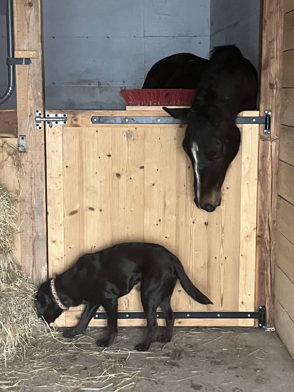 Cavalla Sella Francese In vendita 2021 Sauro brulé ,  Sandro du Priolet Z