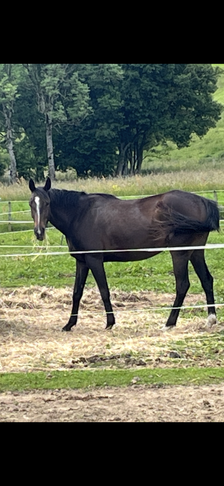 Cavalla Sella Francese In vendita 2021 Sauro brulé ,  Sandro du Priolet Z
