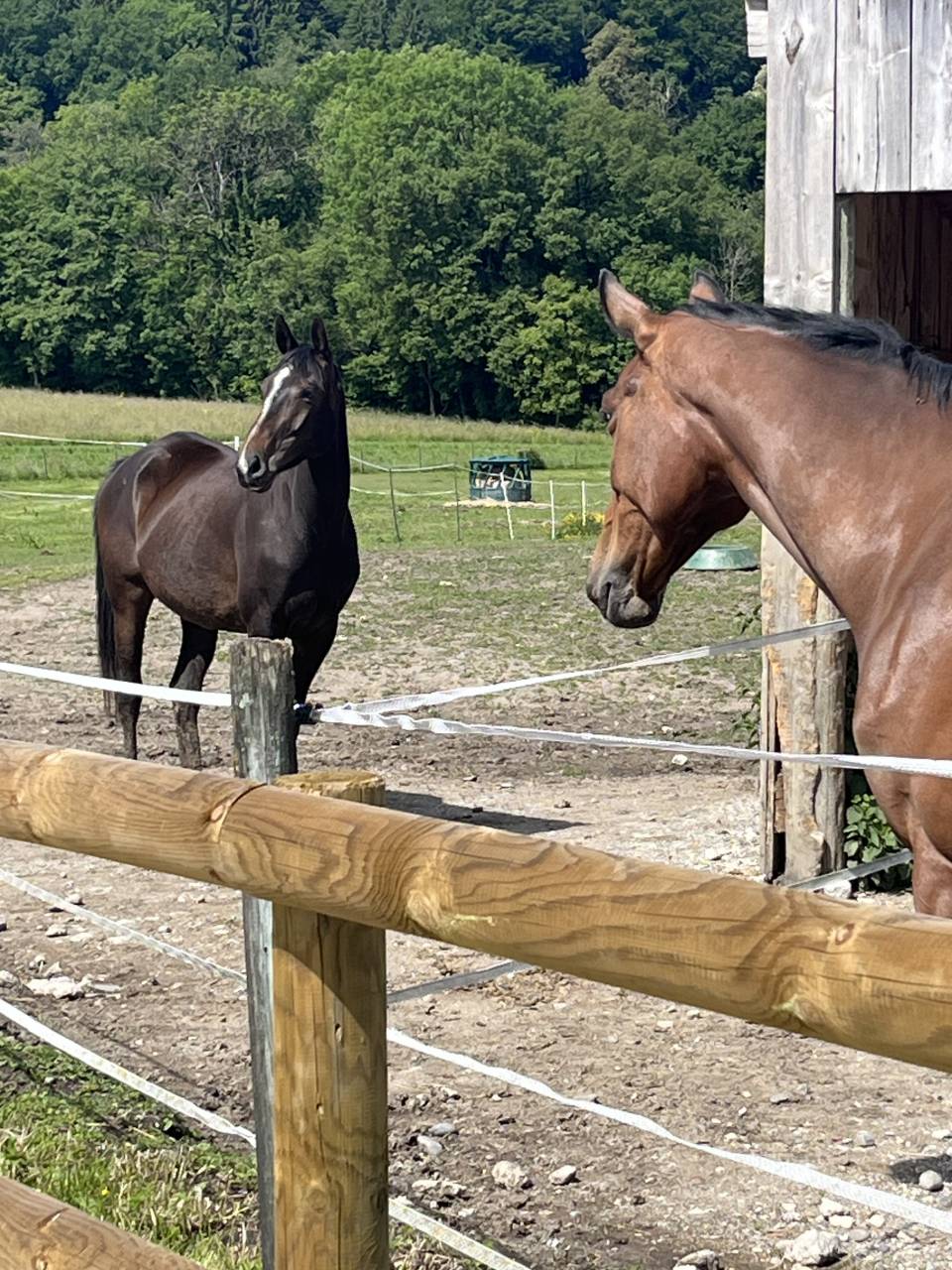 Cavalla Sella Francese In vendita 2021 Sauro brulé ,  Sandro du Priolet Z