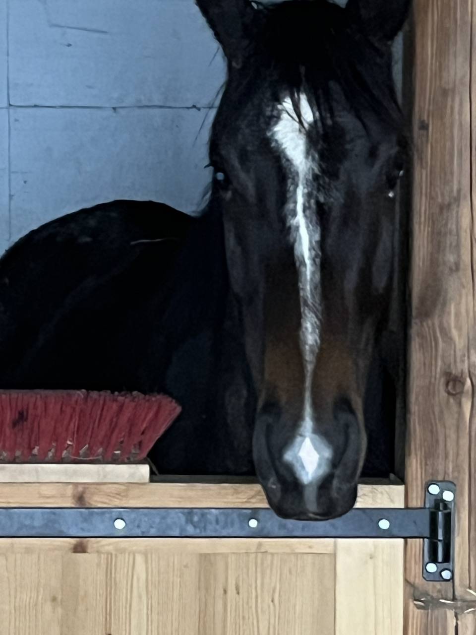 Cavalla Sella Francese In vendita 2021 Sauro brulé ,  Sandro du Priolet Z