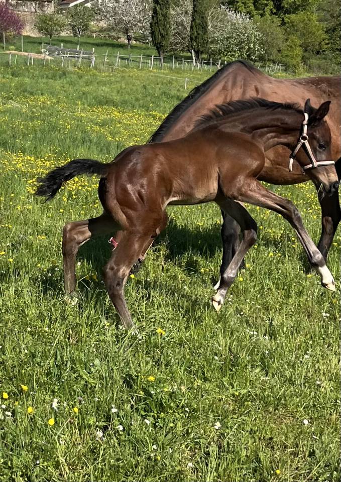 Puledro Sella Francese In vendita 2025 Baio ,  diarado