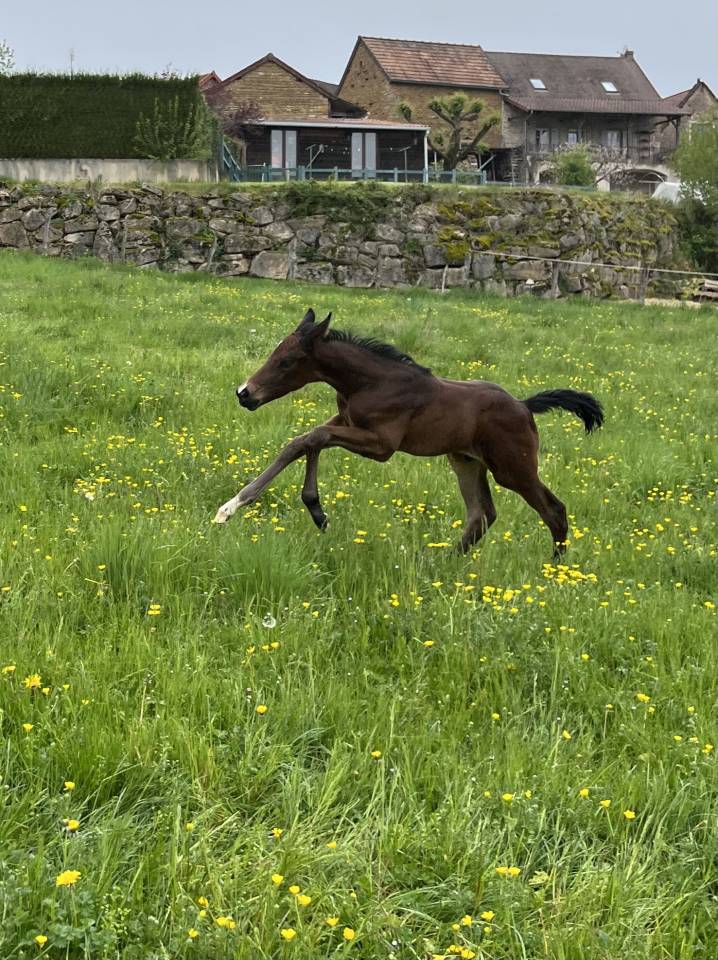 Puledro Sella Francese In vendita 2025 Baio ,  diarado