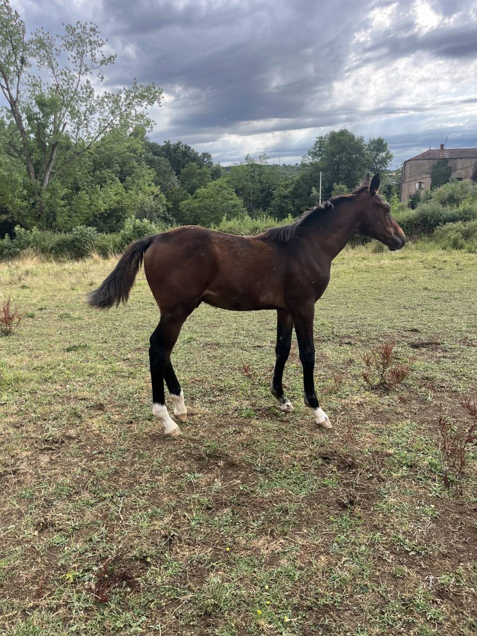 Puledro Sella Francese In vendita 2025 Baio ,  diarado