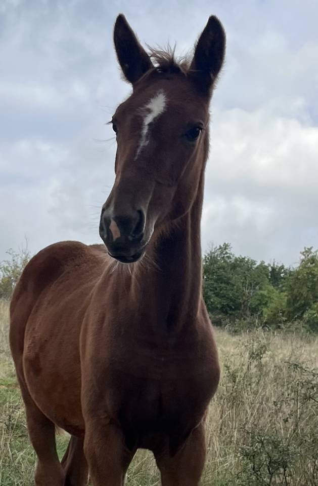 Puledra Sella Francese In vendita 2025 Sauro ,  Itoki de Riverland