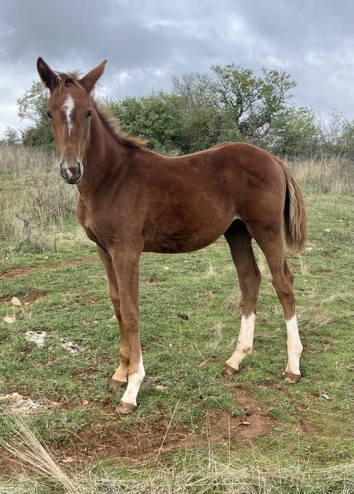 Puledra Sella Francese In vendita 2025 Sauro ,  Itoki de Riverland