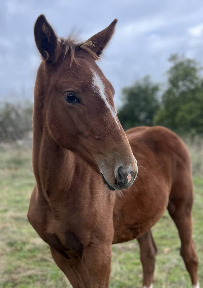 Puledra Sella Francese In vendita 2025 Sauro ,  Itoki de Riverland
