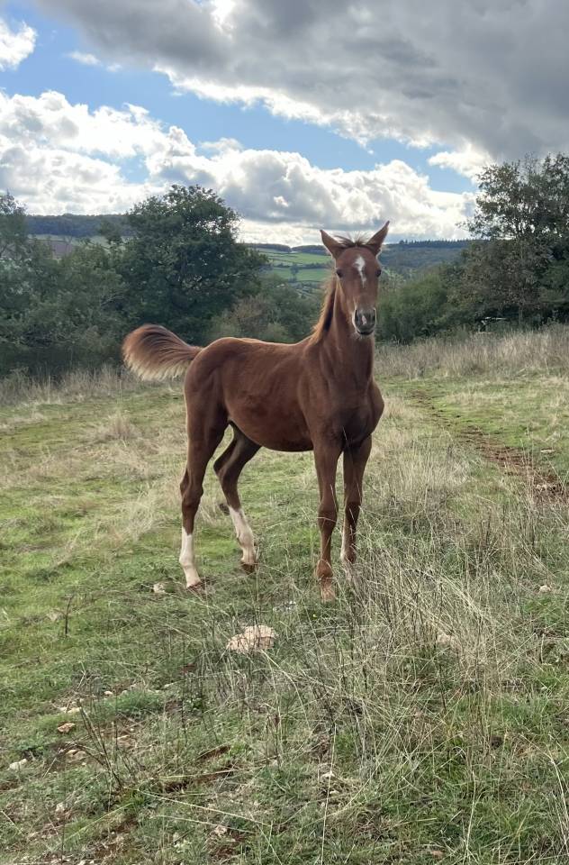 Puledra Sella Francese In vendita 2025 Sauro ,  Itoki de Riverland