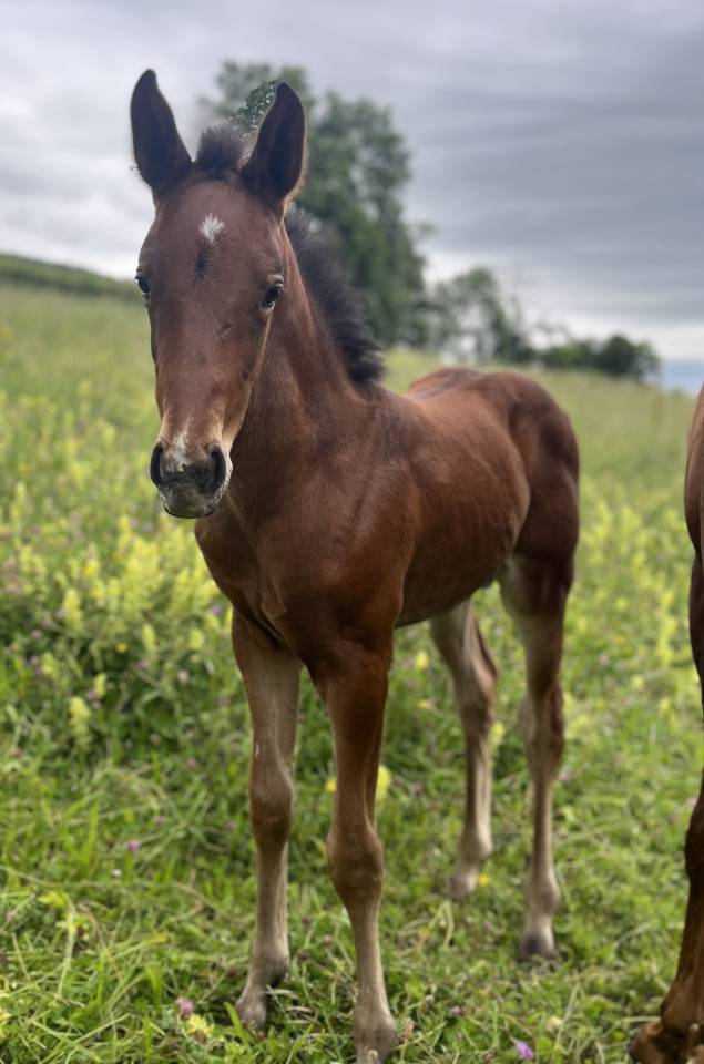 Puledra Sella Francese In vendita 2025 Baio