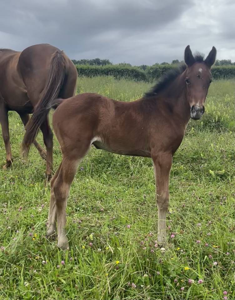Puledra Sella Francese In vendita 2025 Baio