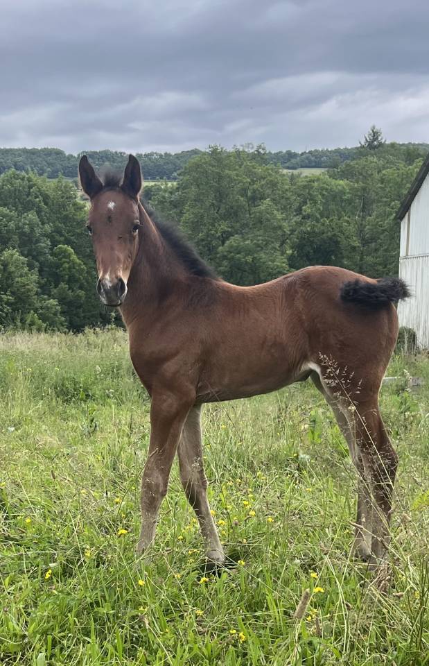 Puledra Sella Francese In vendita 2025 Baio