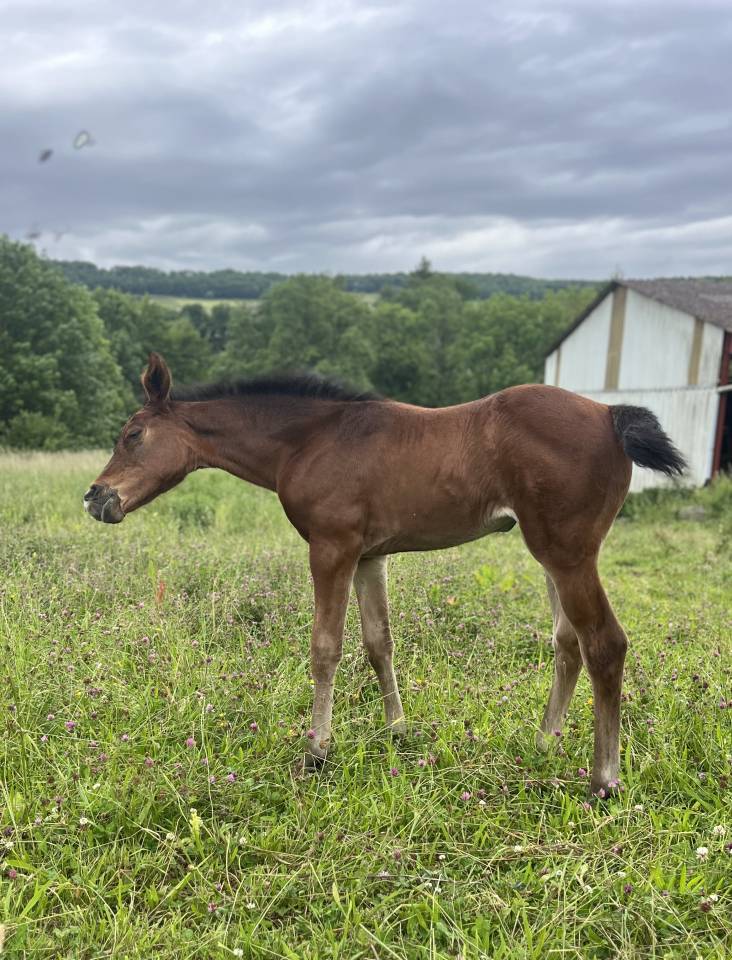 Puledra Sella Francese In vendita 2025 Baio