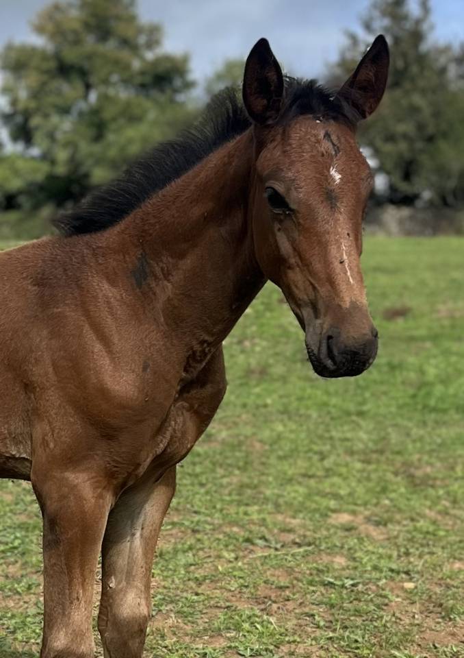 Puledro Sella Francese In vendita 2025 Baio