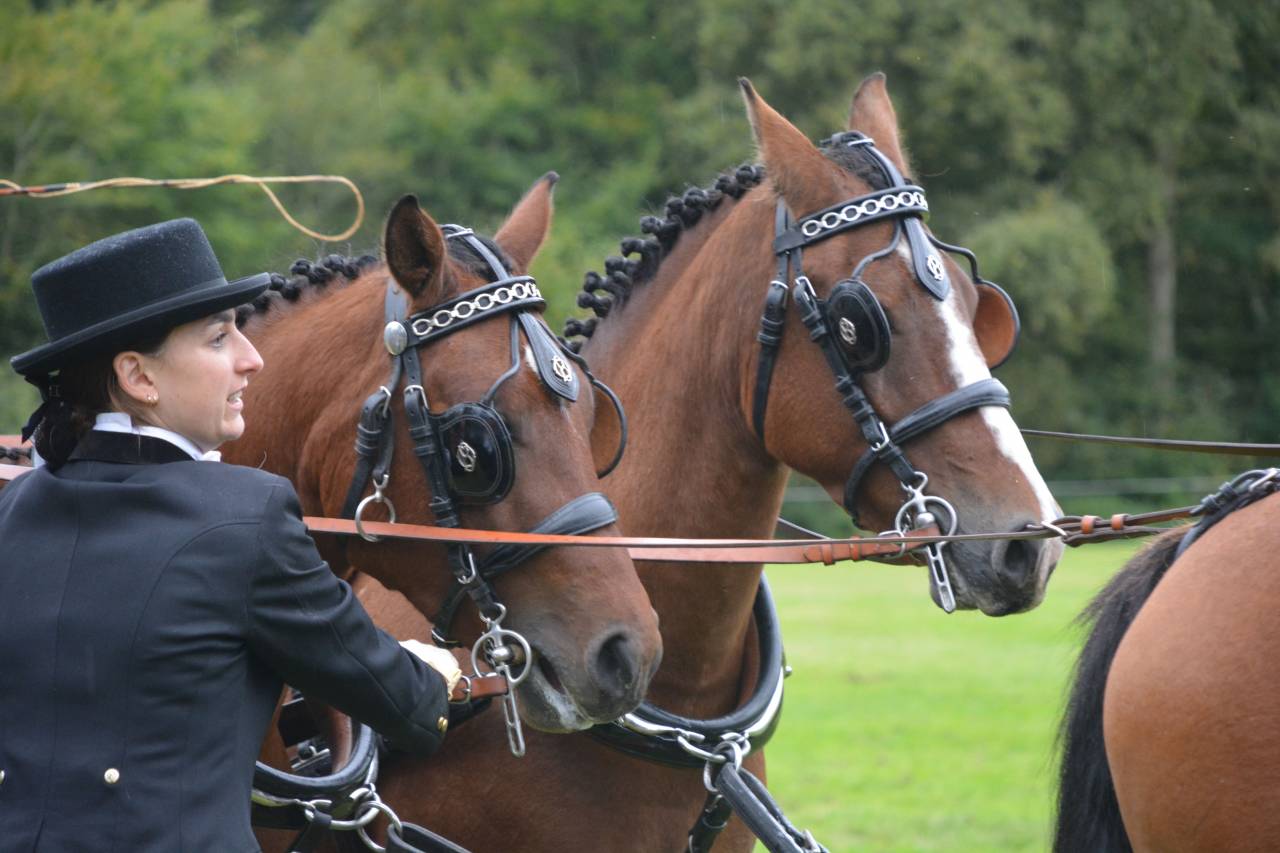 Castrone New Forest In vendita 2020 Baio