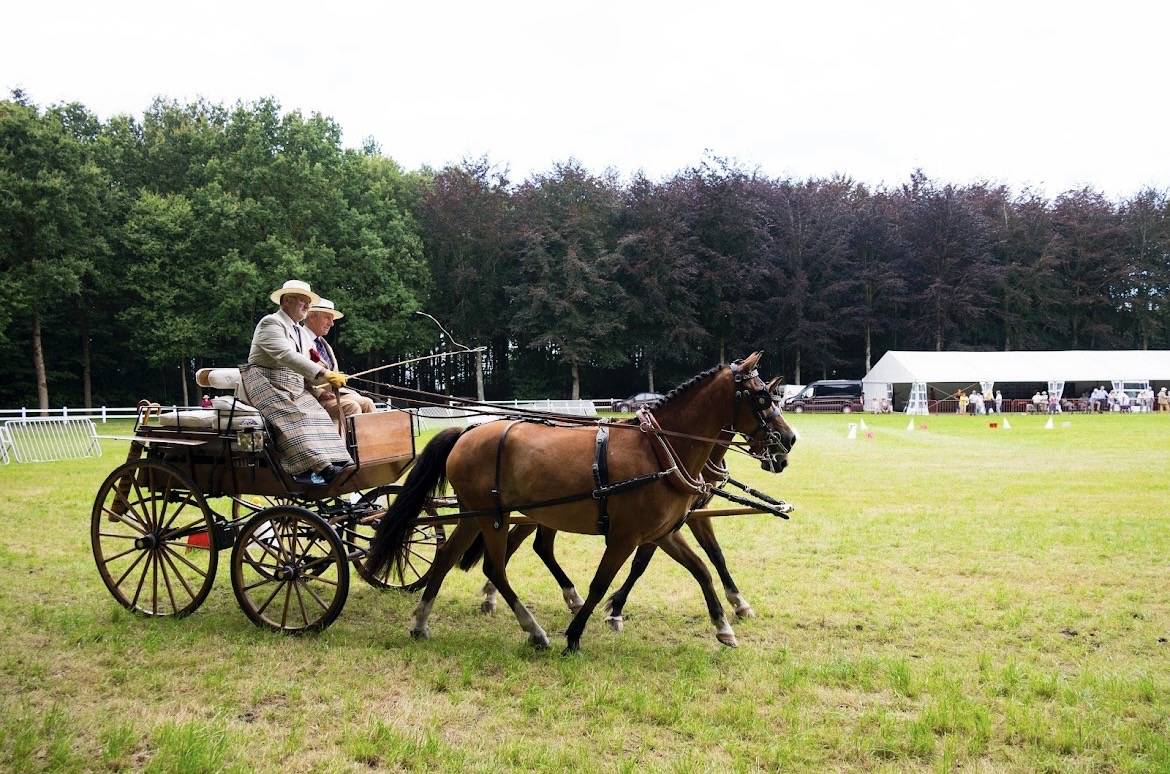 Castrone New Forest In vendita 2020 Baio