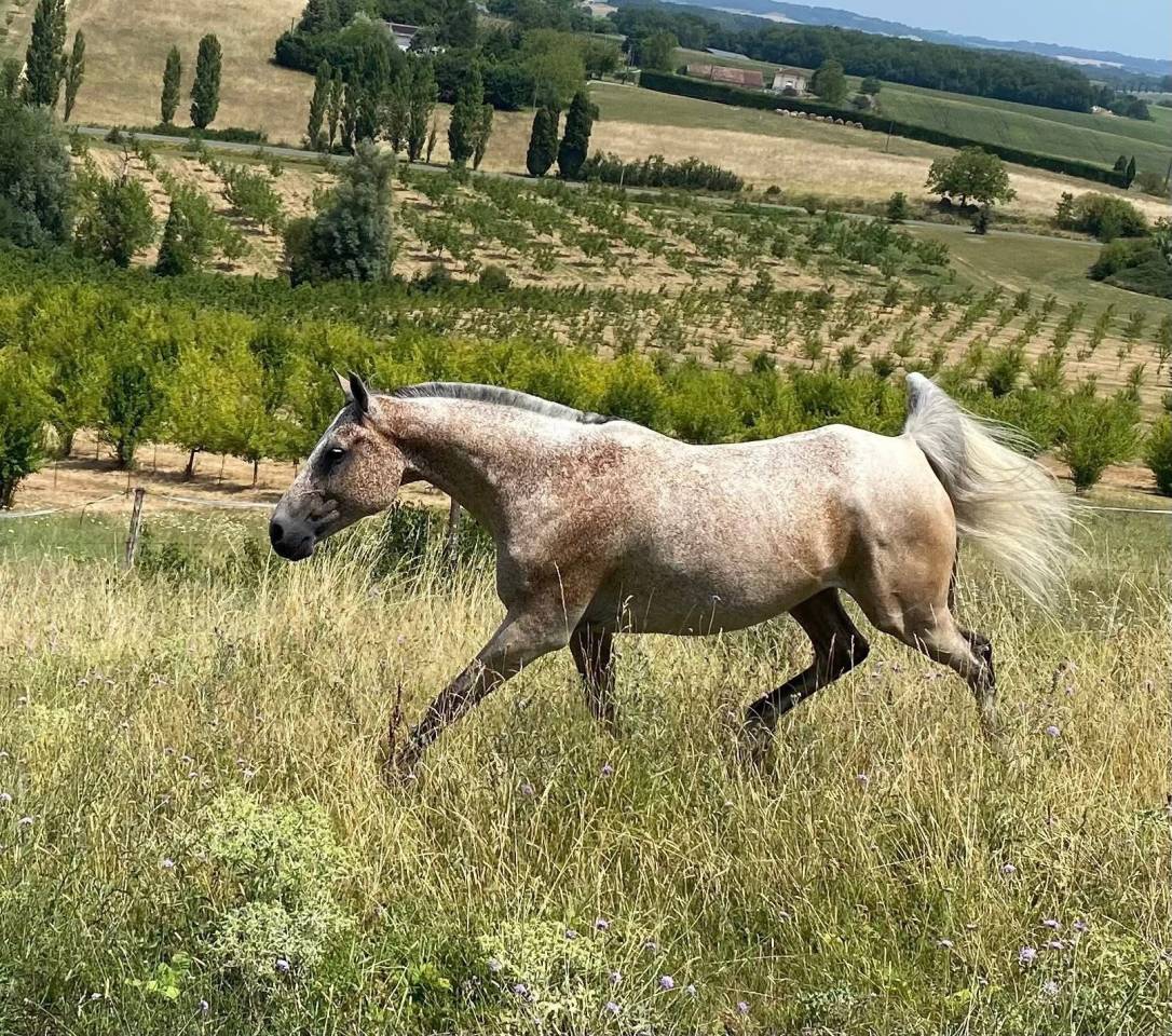 Castrone Arabo In vendita 2016 Roano