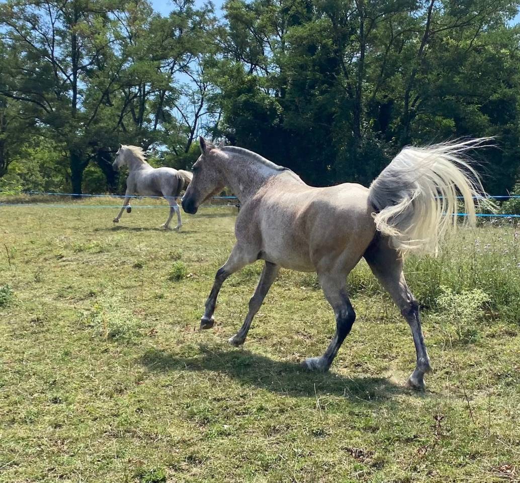 Castrone Arabo In vendita 2016 Roano