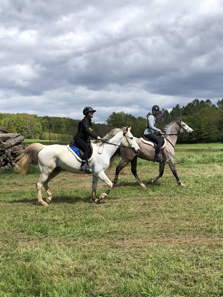 Castrone Arabo In vendita 2016 Roano