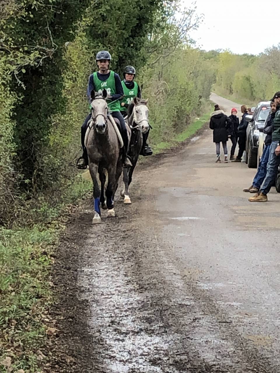 Castrone Arabo In vendita 2016 Roano