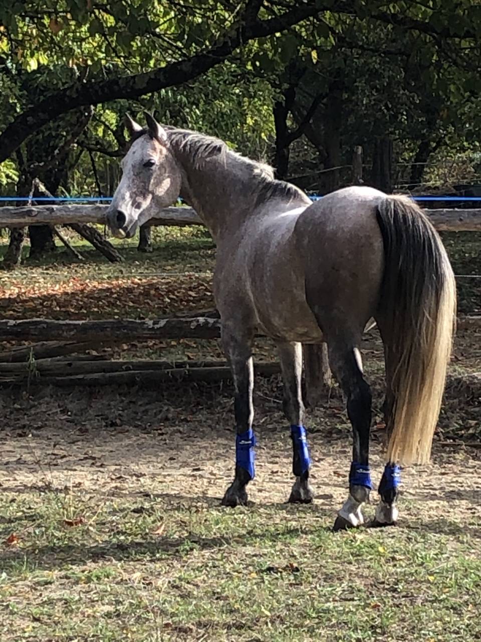 Castrone Arabo In vendita 2016 Roano