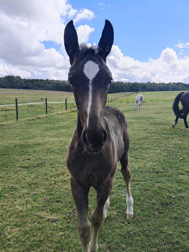 Puledra Holsteiner In vendita 2025 Baio scuro ,  Fiji