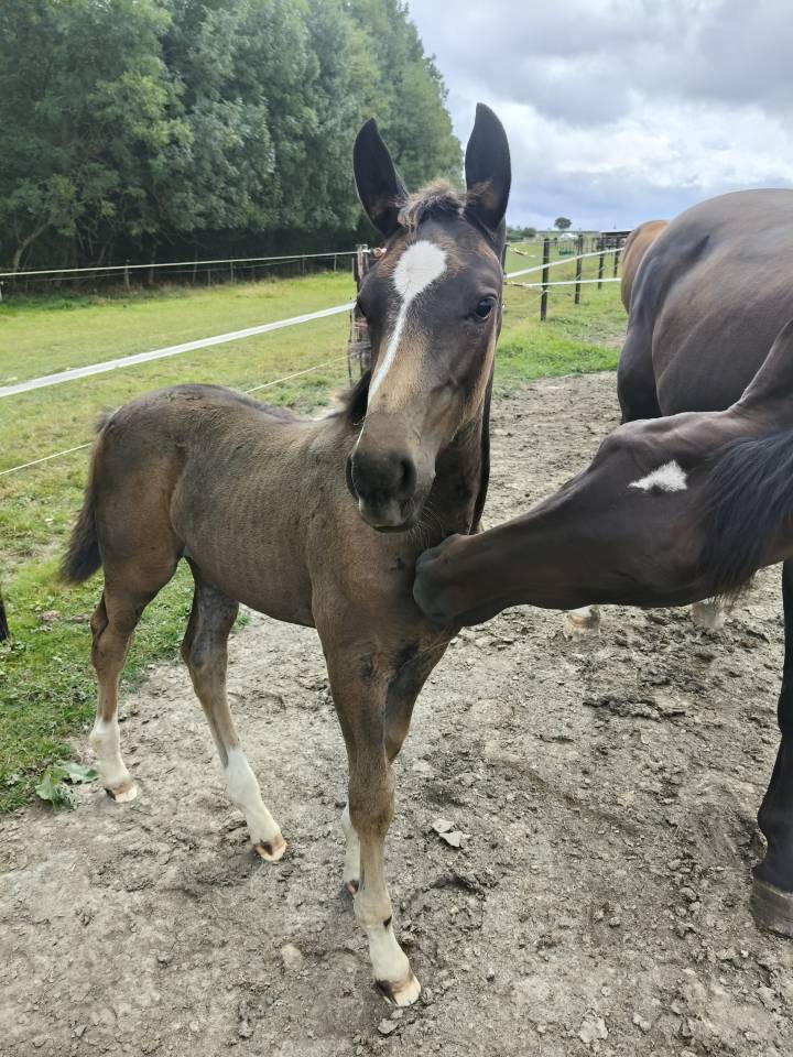 Puledra Holsteiner In vendita 2025 Baio scuro ,  Fiji