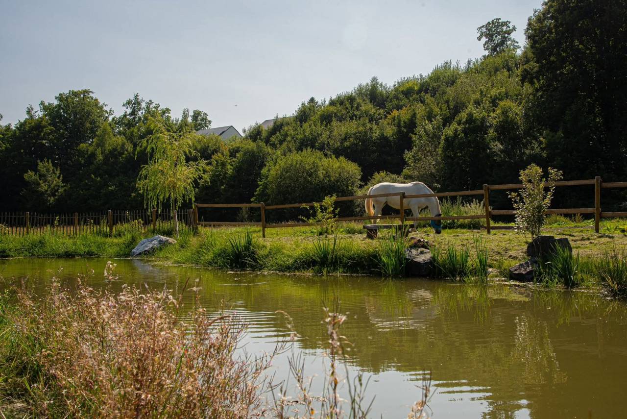 Artigianato/ Negozio In vendita Luxembourg belge