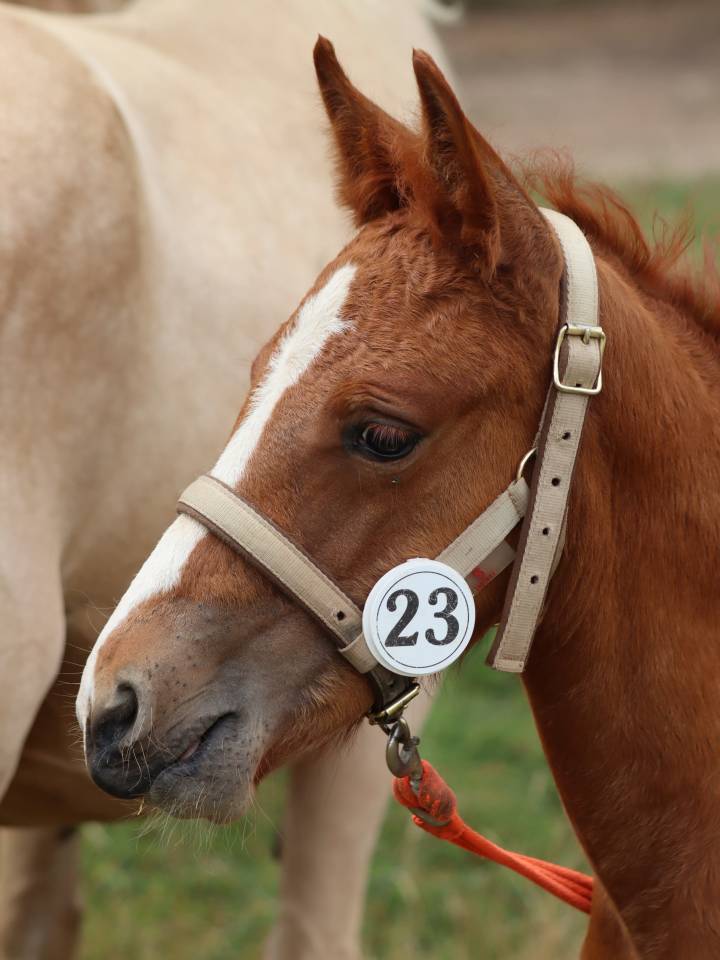 Puledra Connemara In vendita 2025 Sauro ,  Kader du Ham
