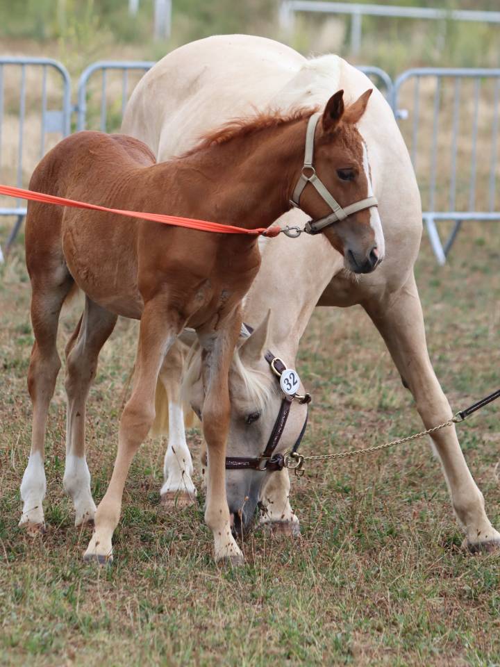 Puledra Connemara In vendita 2025 Sauro ,  Kader du Ham