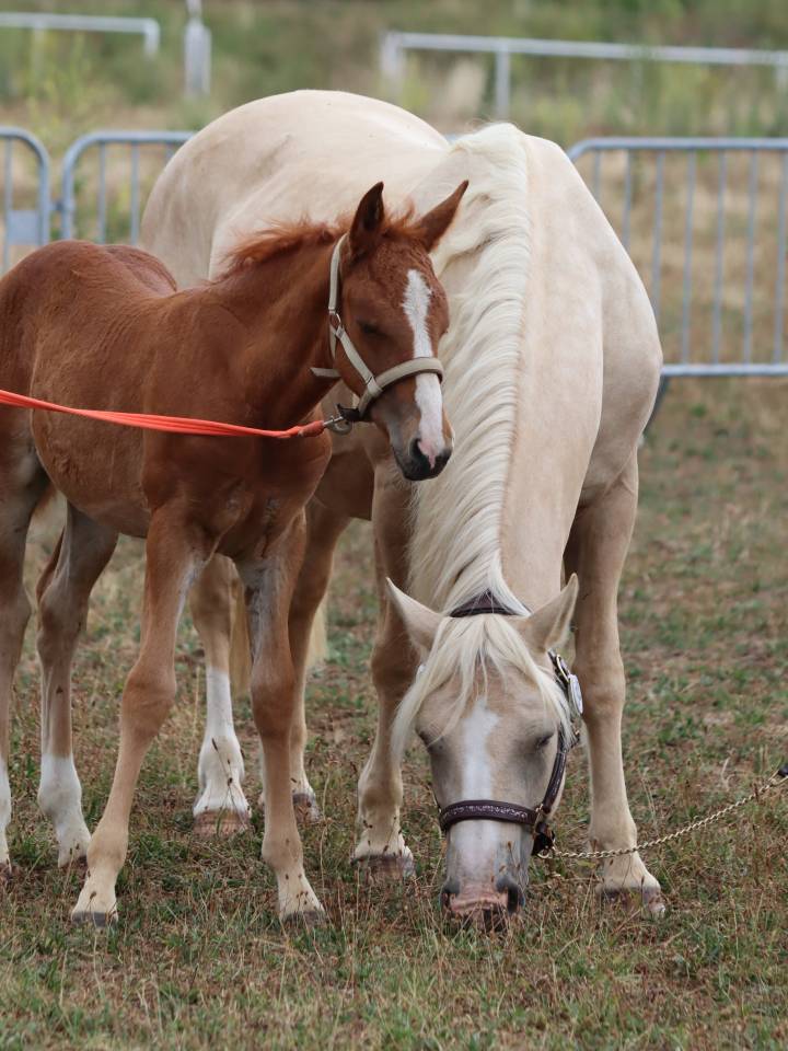 Puledra Connemara In vendita 2025 Sauro ,  Kader du Ham