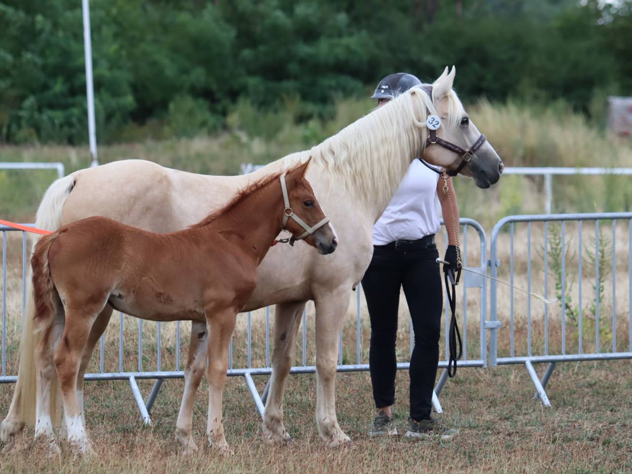 Puledra Connemara In vendita 2025 Sauro ,  Kader du Ham
