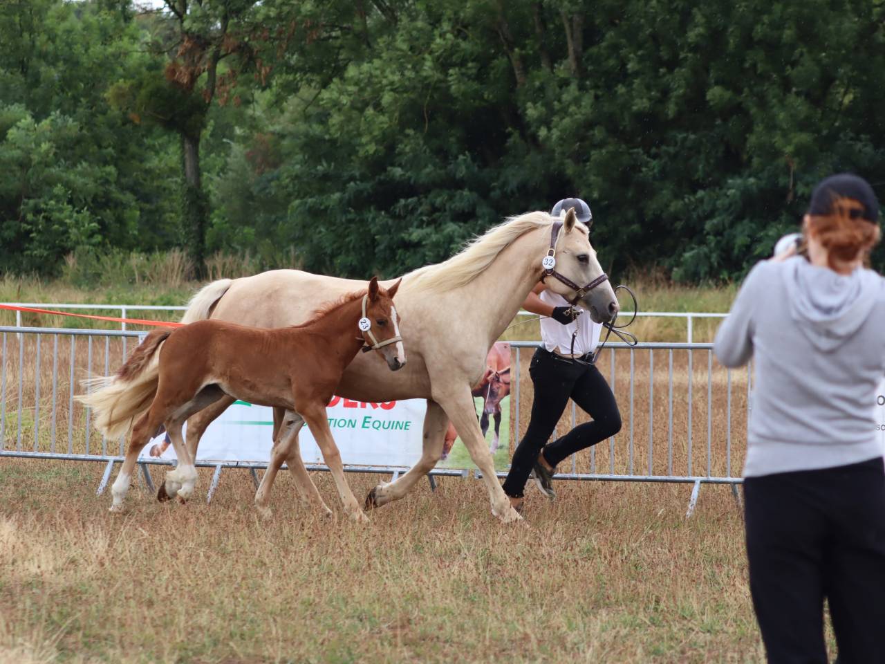 Puledra Connemara In vendita 2025 Sauro ,  Kader du Ham