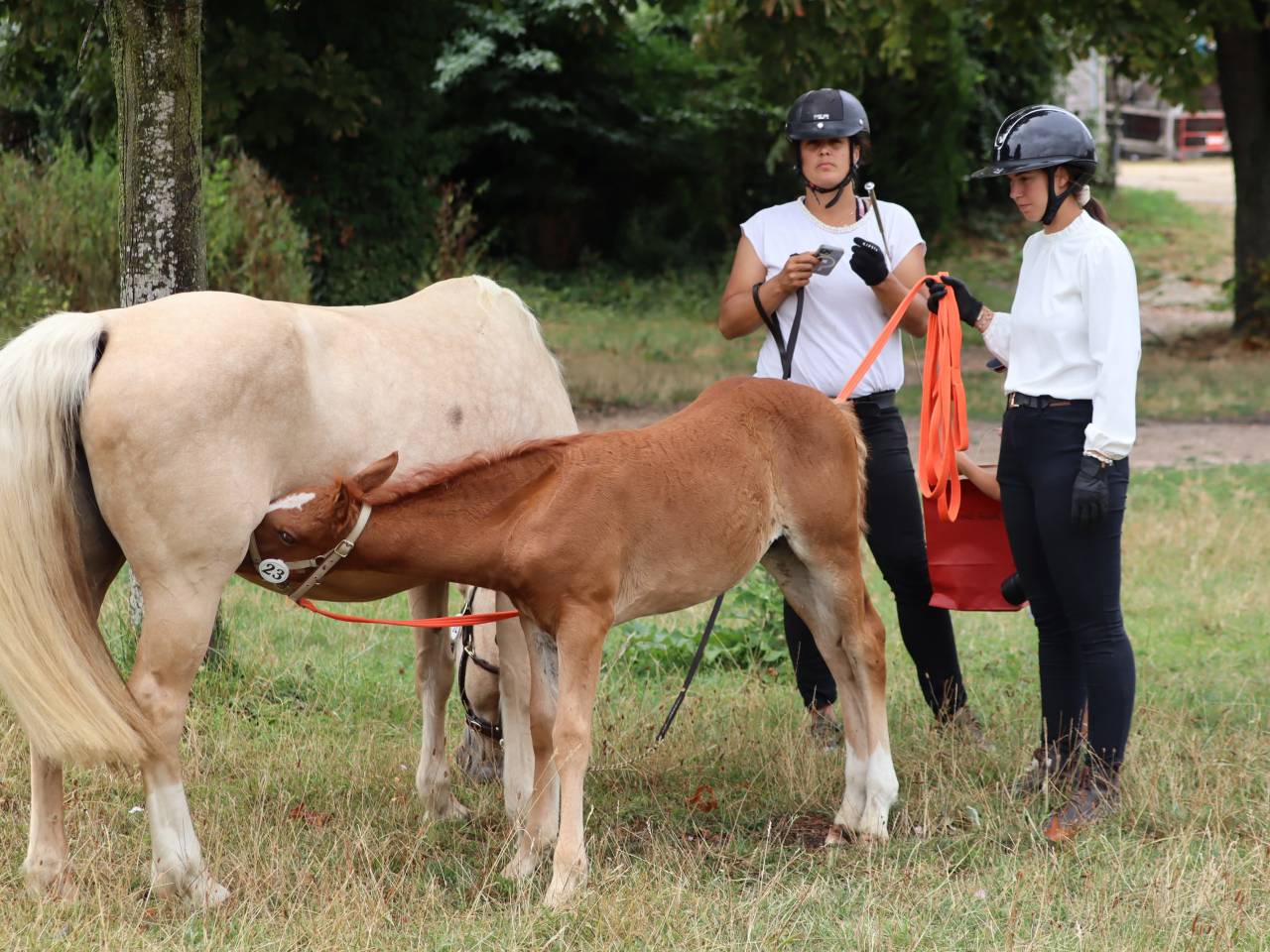 Puledra Connemara In vendita 2025 Sauro ,  Kader du Ham