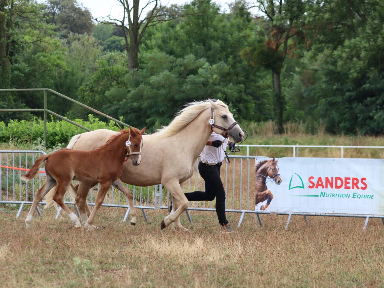 Puledra Connemara In vendita 2025 Sauro ,  Kader du Ham