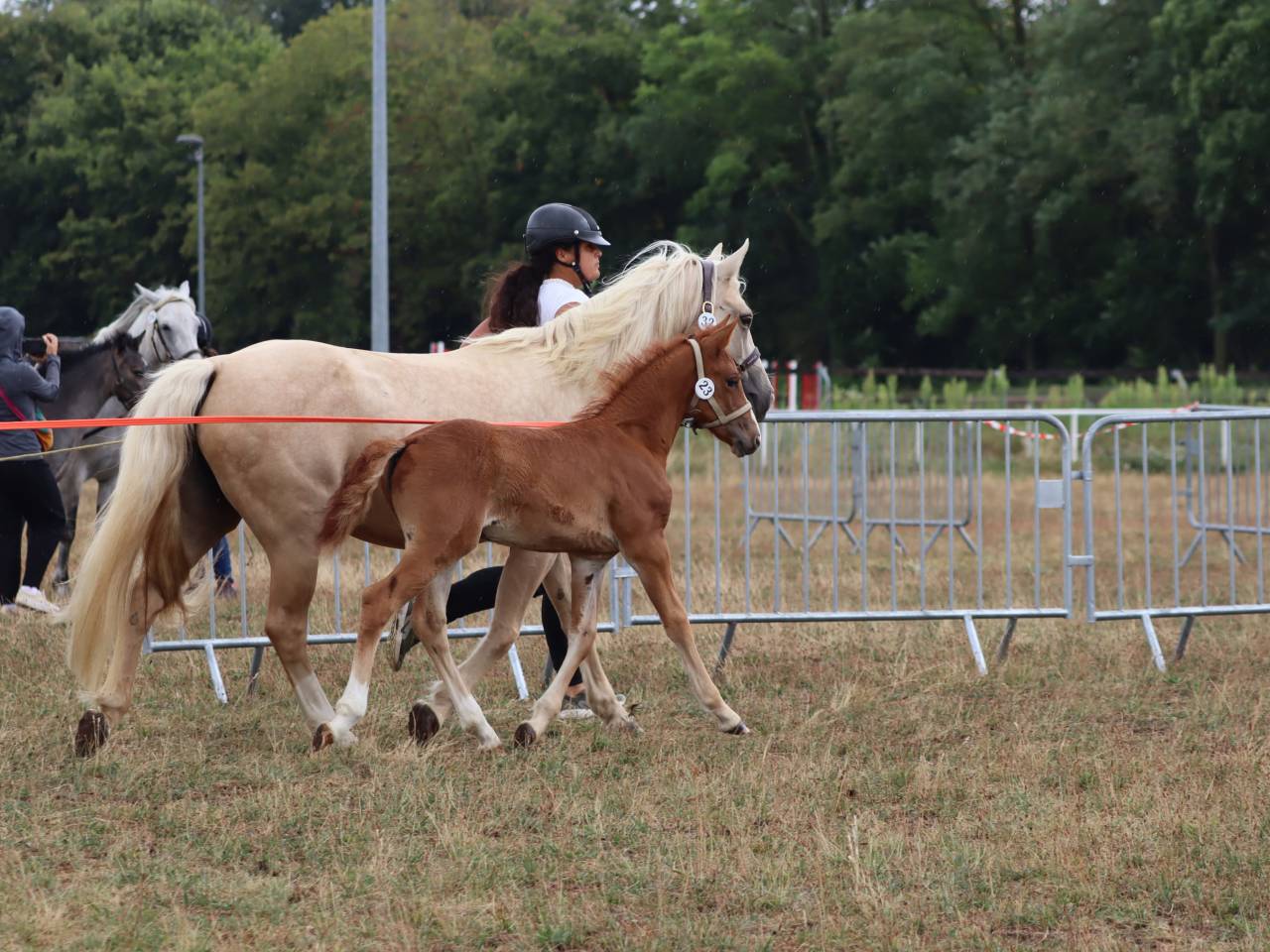 Puledra Connemara In vendita 2025 Sauro ,  Kader du Ham