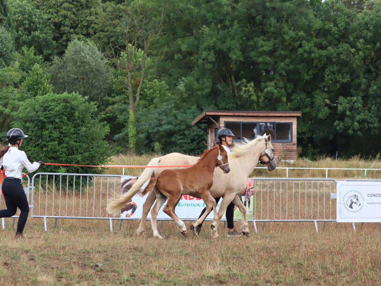 Puledra Connemara In vendita 2025 Sauro ,  Kader du Ham