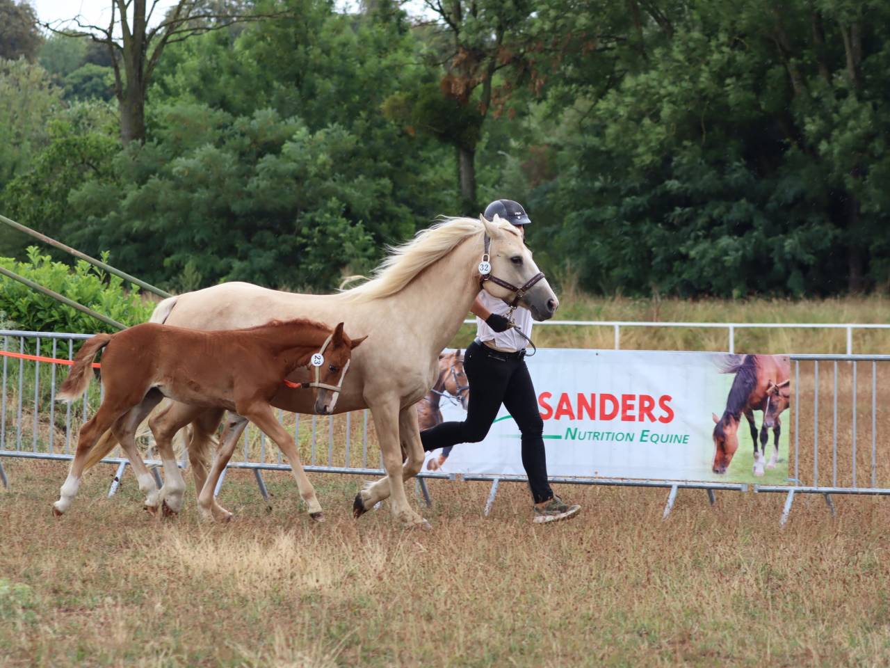 Puledra Connemara In vendita 2025 Sauro ,  Kader du Ham