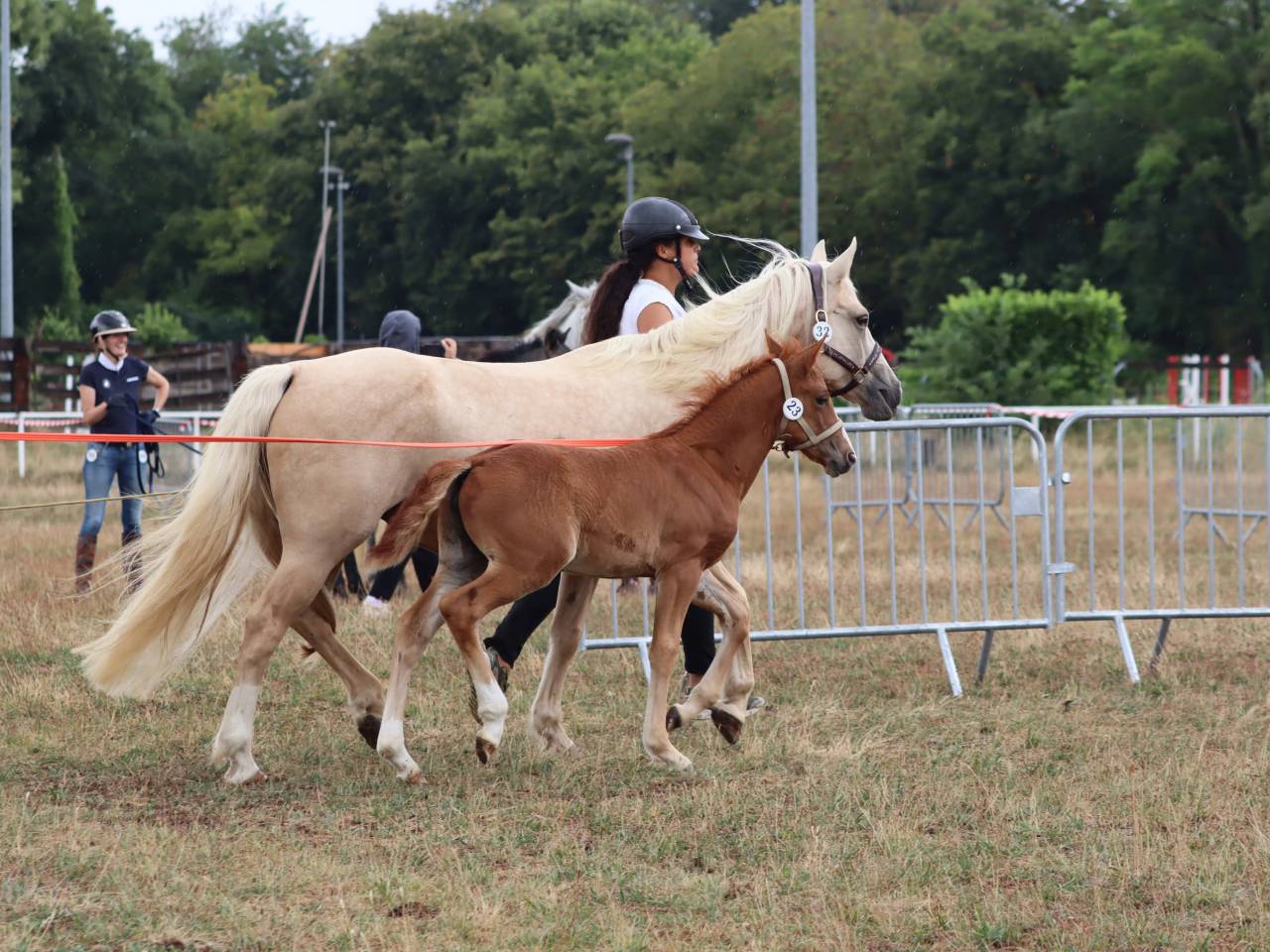 Puledra Connemara In vendita 2025 Sauro ,  Kader du Ham