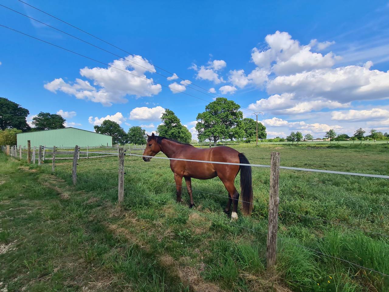 Bella dimora equestre In vendita Charente-Maritime