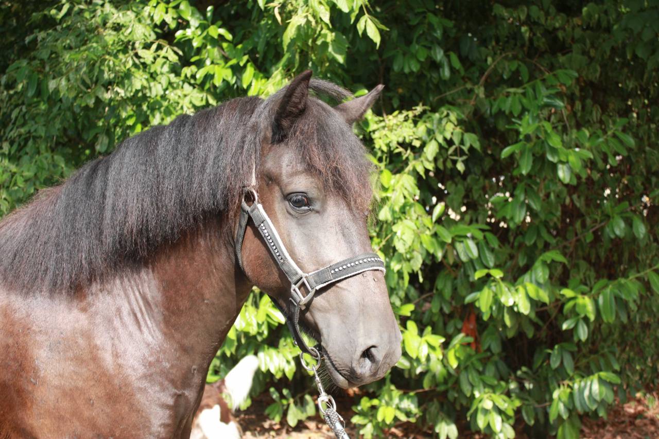 Castrone Welsh Part Bred In vendita 2022 Baio scuro ,  GAARA DE KONOHA