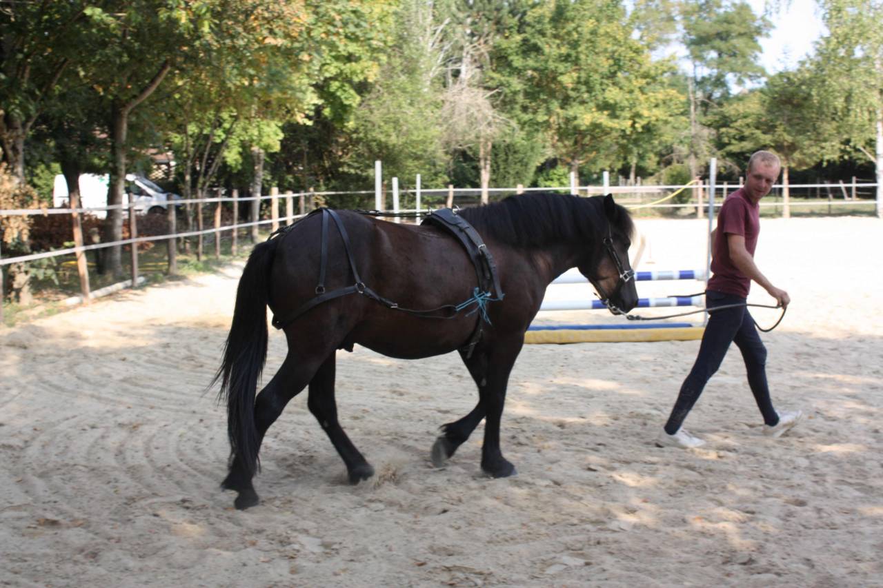 Castrone Welsh Part Bred In vendita 2022 Baio scuro ,  GAARA DE KONOHA